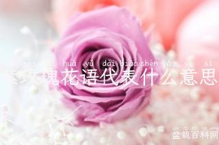 紫玫瑰花语代表什么意思