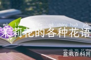 茉莉花的各种花语