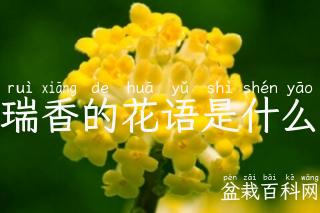 瑞香的花语是什么