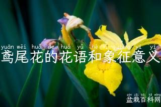鸢尾花的花语和象征意义