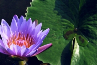 睡莲花的花语和寓意是什么
