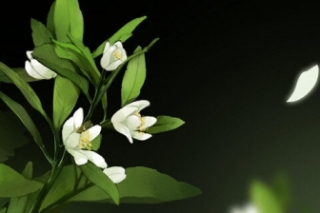 栀子花花语是什么
