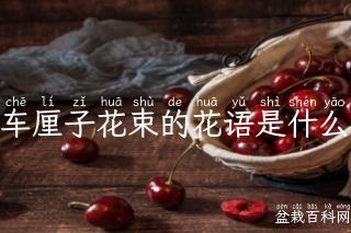 车厘子花束的花语是什么