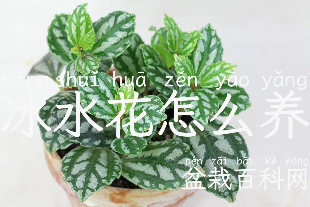 冰水花怎么养