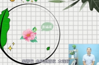 芙蓉花有什么花语