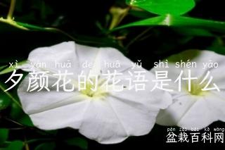 夕颜花的花语是什么