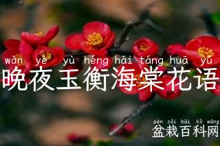 晚夜玉衡海棠花语