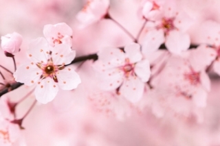 樱花的花语与寓意是什么呢