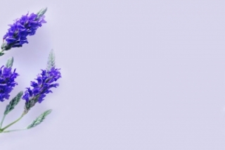 薰衣草花语和象征意义