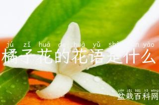 橘子花的花语是什么