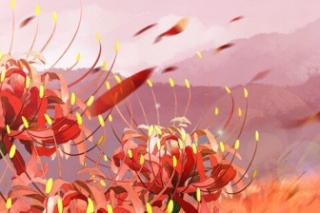 彼岸花花语是什么