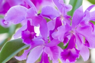 肿节石斛的花语和含义