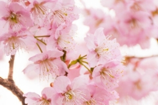 粉色樱花有什么花语