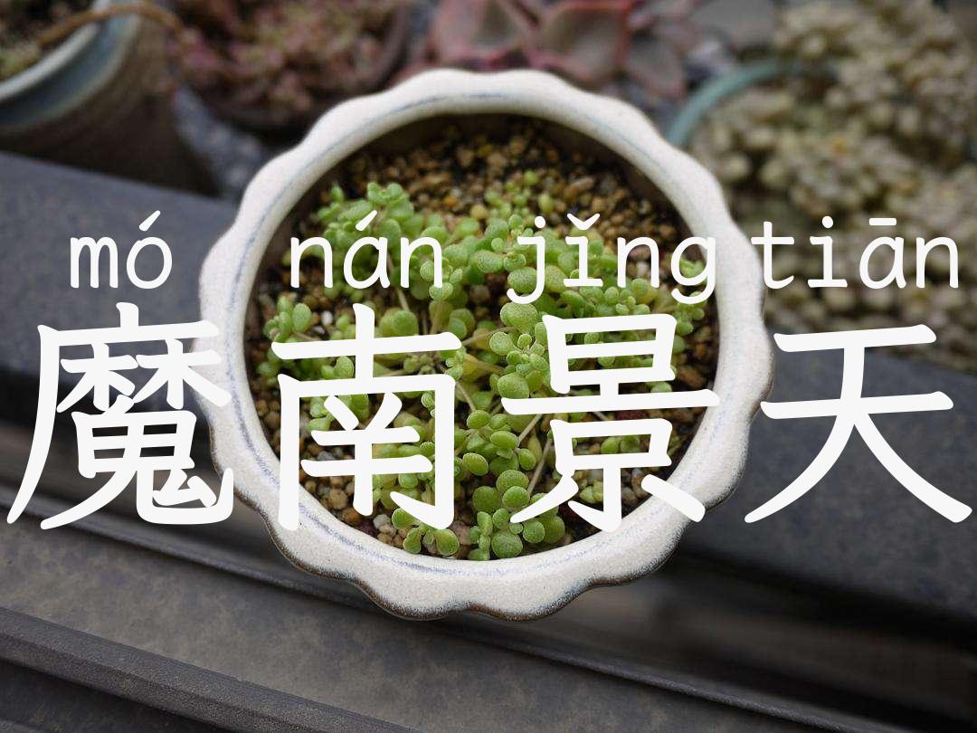魔南景天