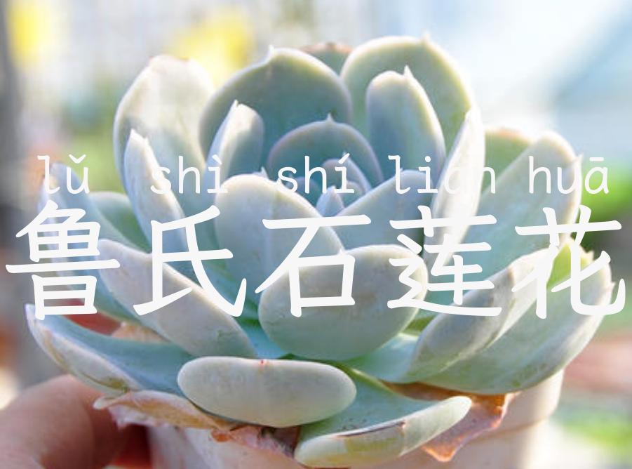 鲁氏石莲花