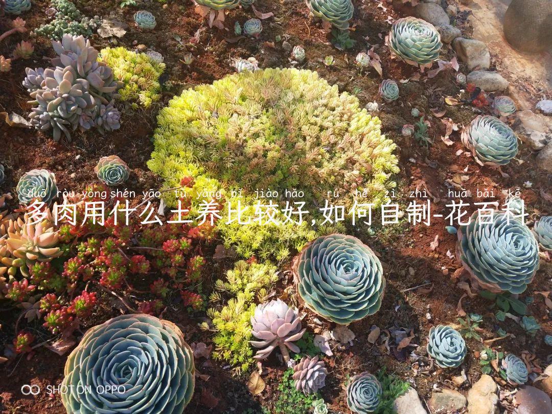 多肉植物土怎么自制