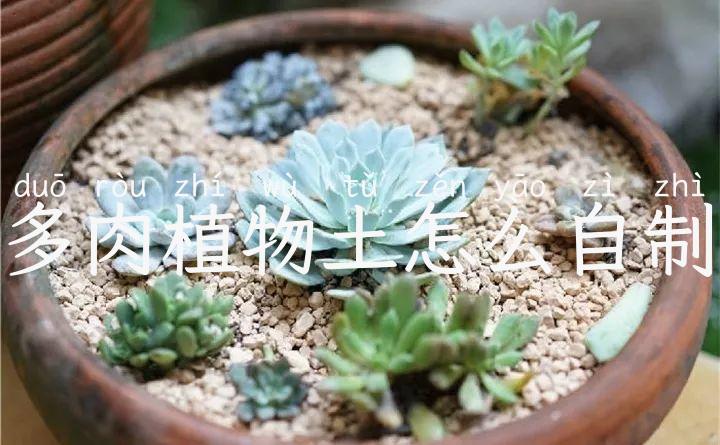 养多肉总是烂根，花土没用对，6种“多肉土”，透水透气不烂根	