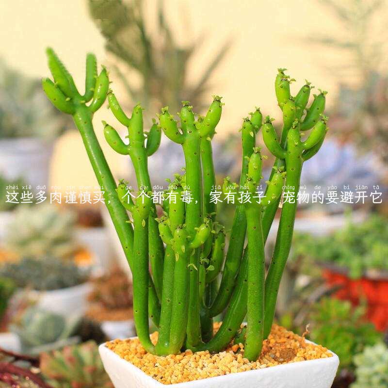 这些多肉谨慎买，个个都有毒，家有孩子，宠物的要避开它