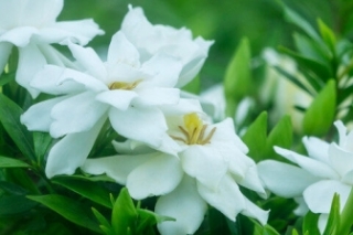 栀子花的真正花语