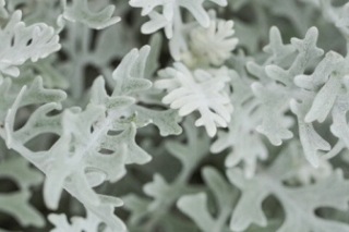 银叶菊花语什么意思