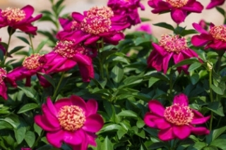 芍药花语是什么意思
