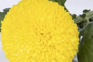 乒乓菊的花语