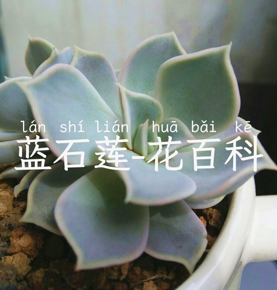 蓝石莲怎么养，夏天要注意什么？