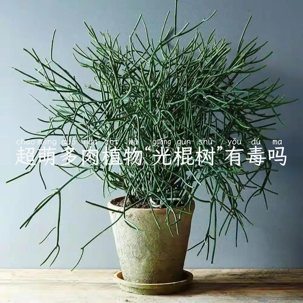超萌多肉植物“光棍树”有毒吗