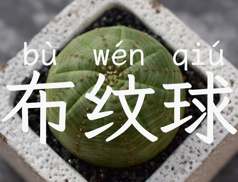 布纹球