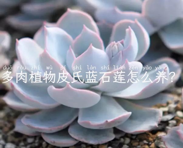 这些蓝色系多肉，外表高冷又清新