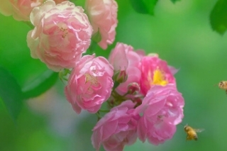 蔷薇花语和象征意义有哪些