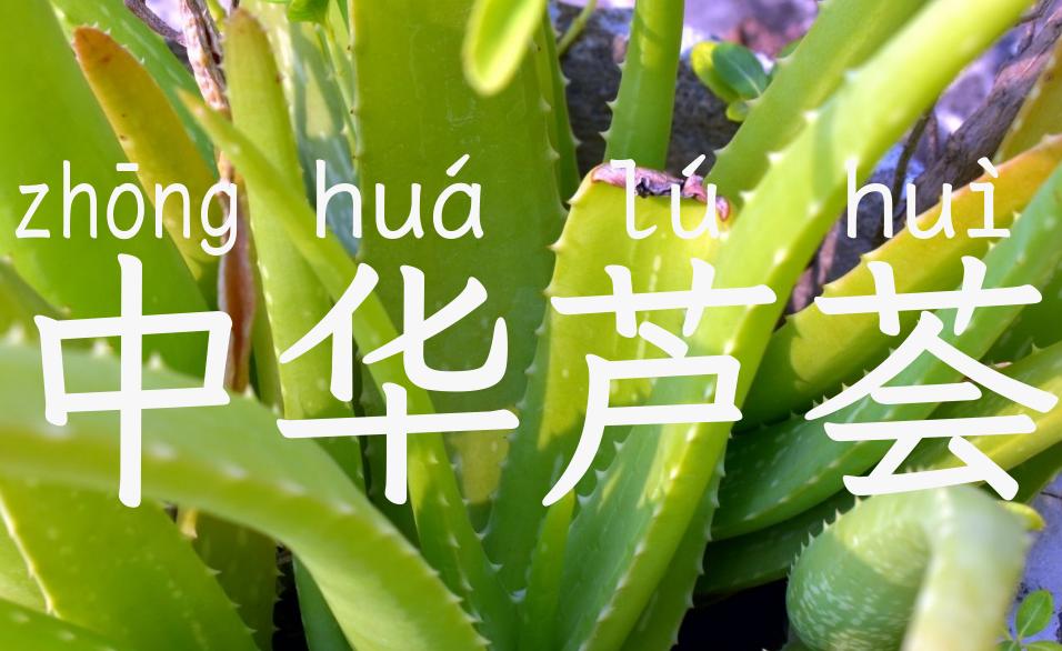 中华芦荟