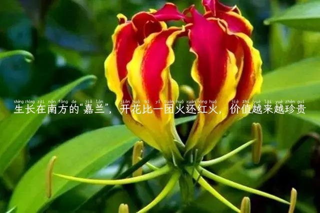 生长在南方的“嘉兰”,开花比一团火还红火,价值越来越珍贵