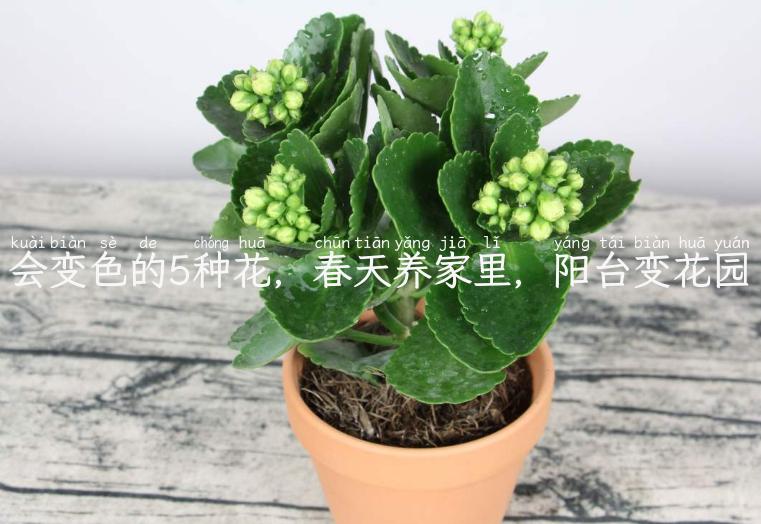 会变色的5种花，春天养家里，阳台变花园