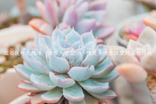 蓝石莲叶色纯净、自带天空蓝，不愧是多肉普货里的蓝色经典