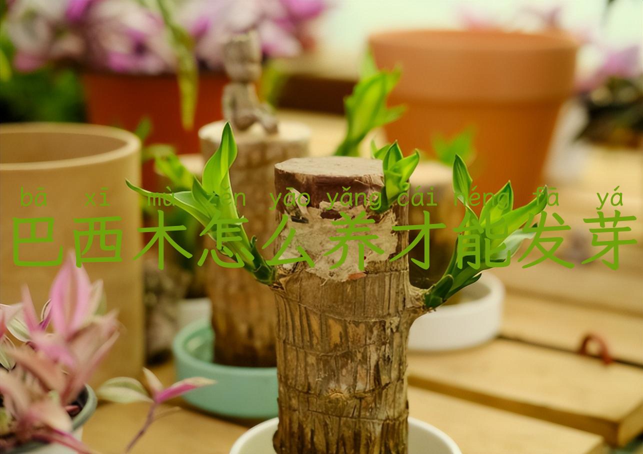 巴西木怎么养才能发芽