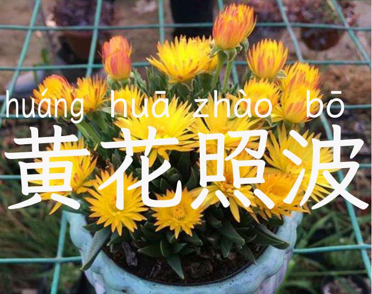 黄花照波