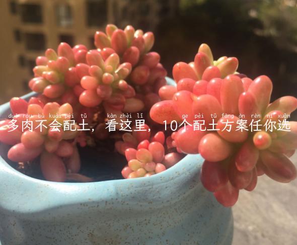 多肉不会配土，看这里，10个配土方案任你选