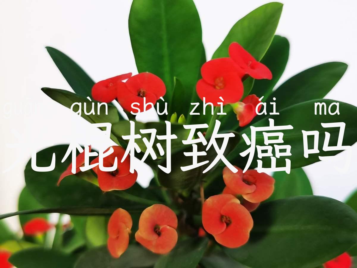 光棍树致癌吗