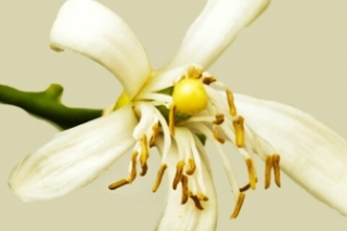 柠檬花花语是什么意思