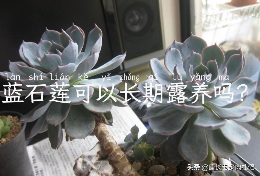 蓝石莲可以长期露养吗？