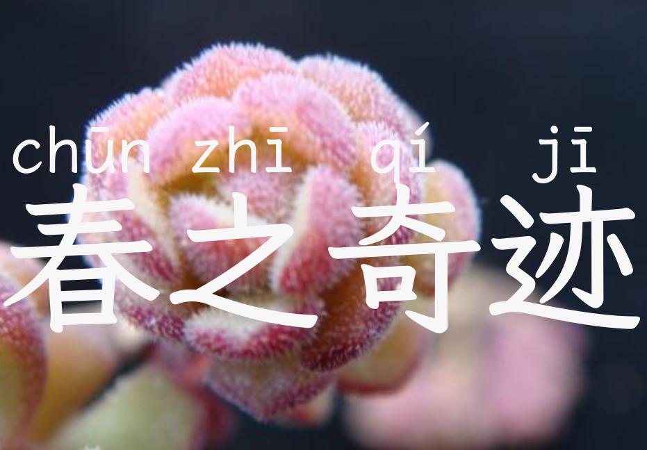 春之奇迹