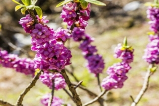 瑞香花的花语和象征