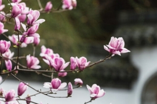 玉兰花花语是什么