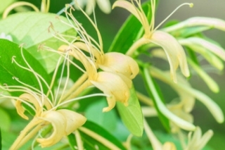 忍冬的花语有哪些