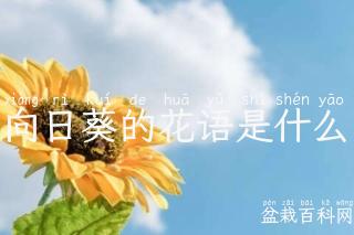 向日葵的花语是什么
