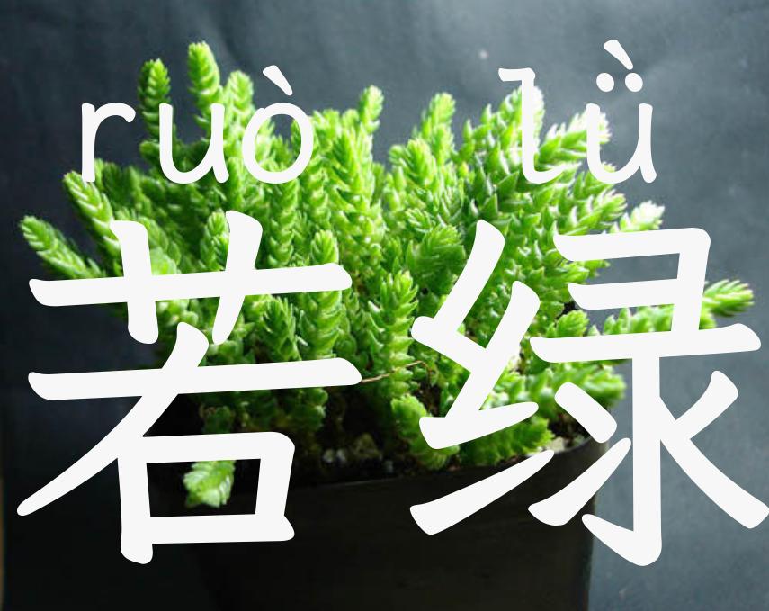 若绿