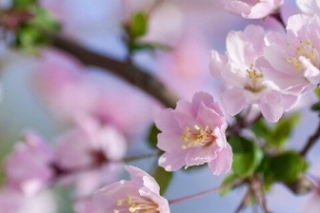 十二个月的花神和花语是什么