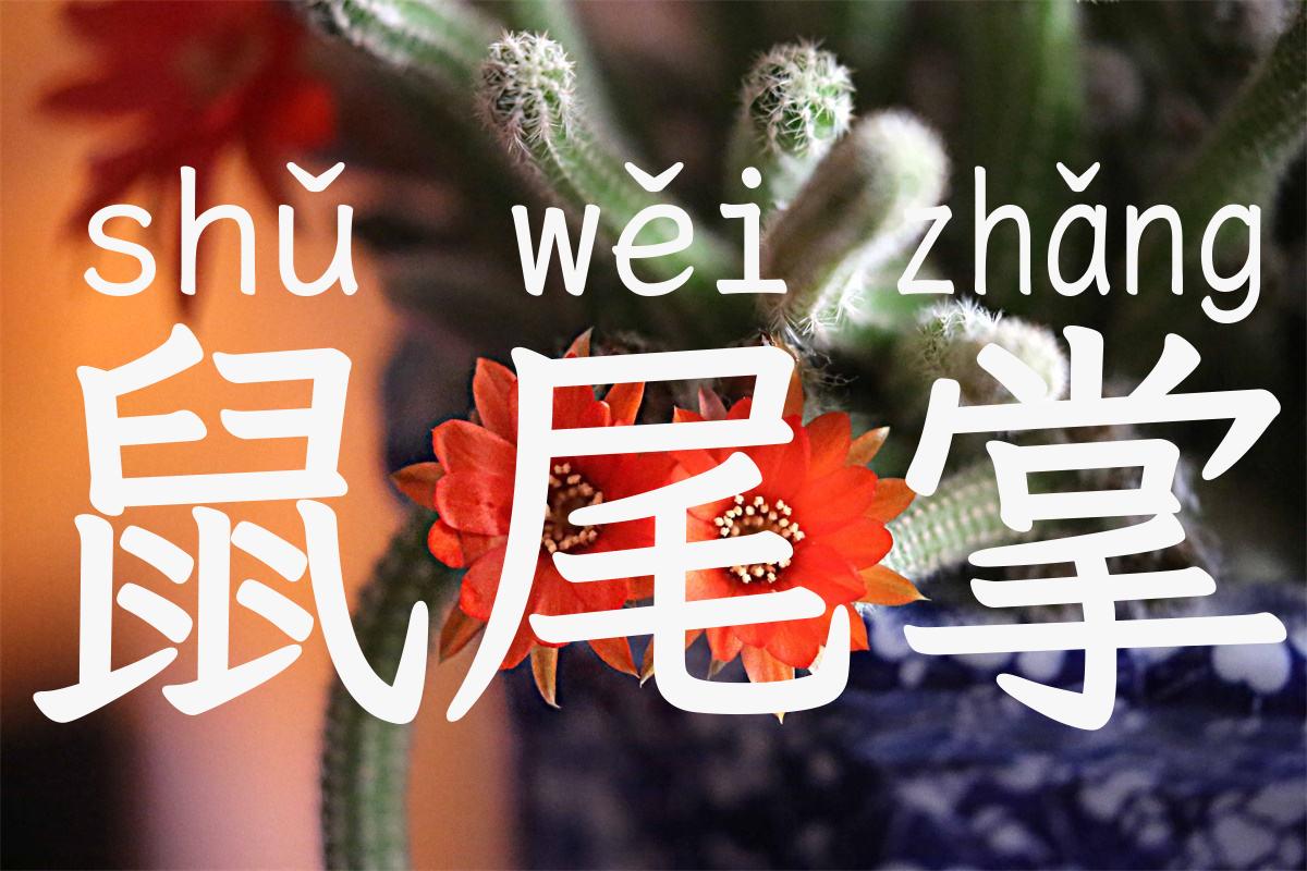鼠尾掌