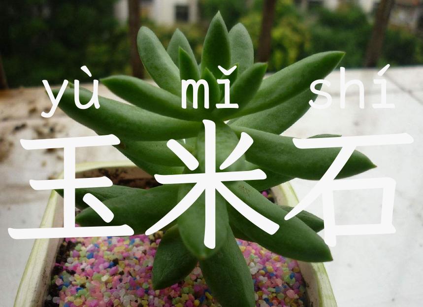 玉米石